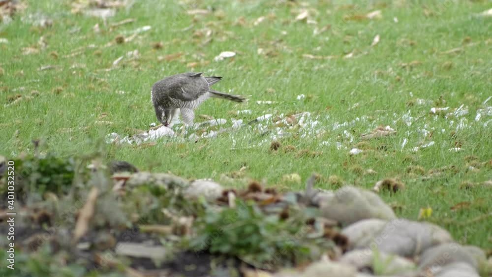 Medium shot small white hawk eats its prey. Slow motion 4K Medium shot small white hawk eats its prey. Slow motion 4K