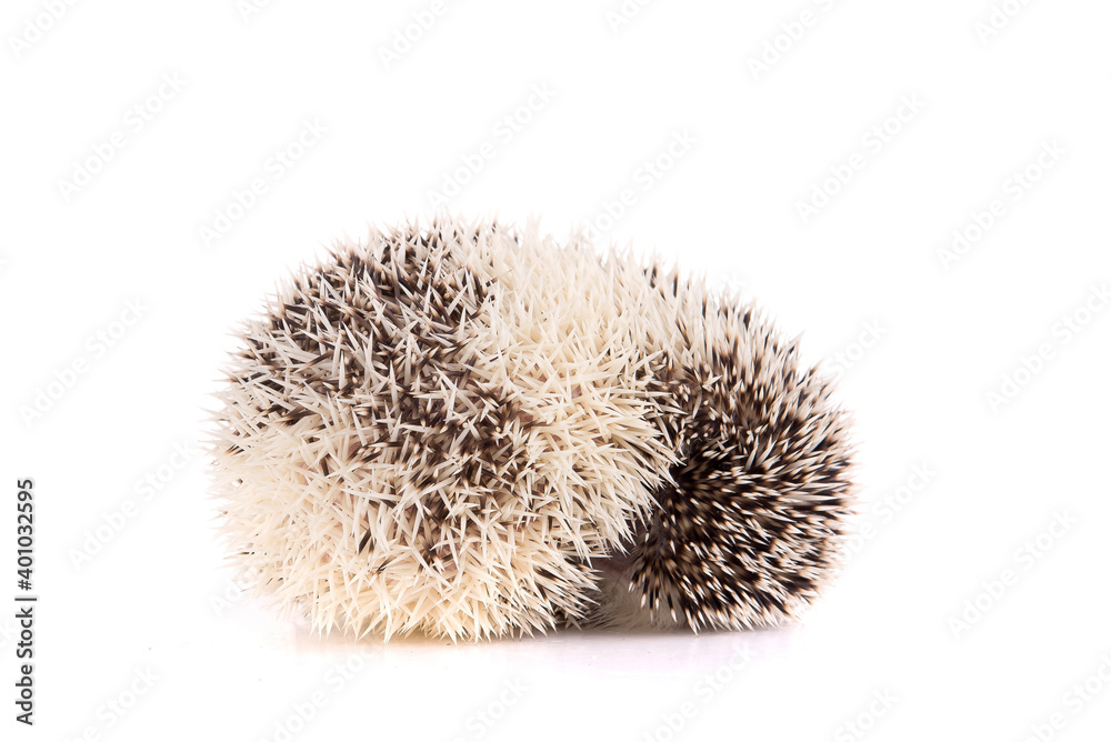 hedgehog hedgehog
