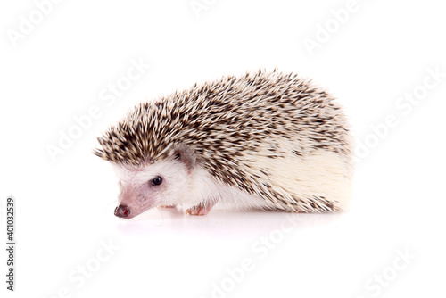 hedgehog