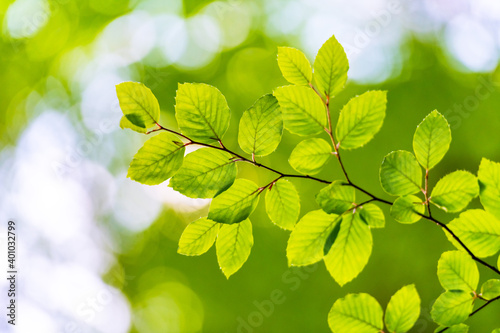 Closeup nature view of green beech leaf on spring twigs on blurred background in forest. Copyspace make using as natural green plants and ecology backdrop