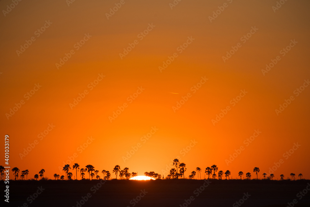 Sunset with palm trees on the horizon, Makgadikgadi Pans National Park, Kalahari, Botswana