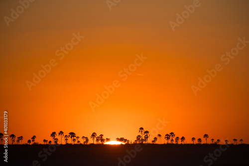 Fototapeta Naklejka Na Ścianę i Meble -  Sunset with palm trees on the horizon, Makgadikgadi Pans National Park, Kalahari, Botswana