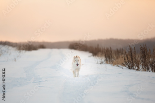 Cute  crazy and happy beige and white Russian borzoi dog or wolfhound running on the snow in the winter field.