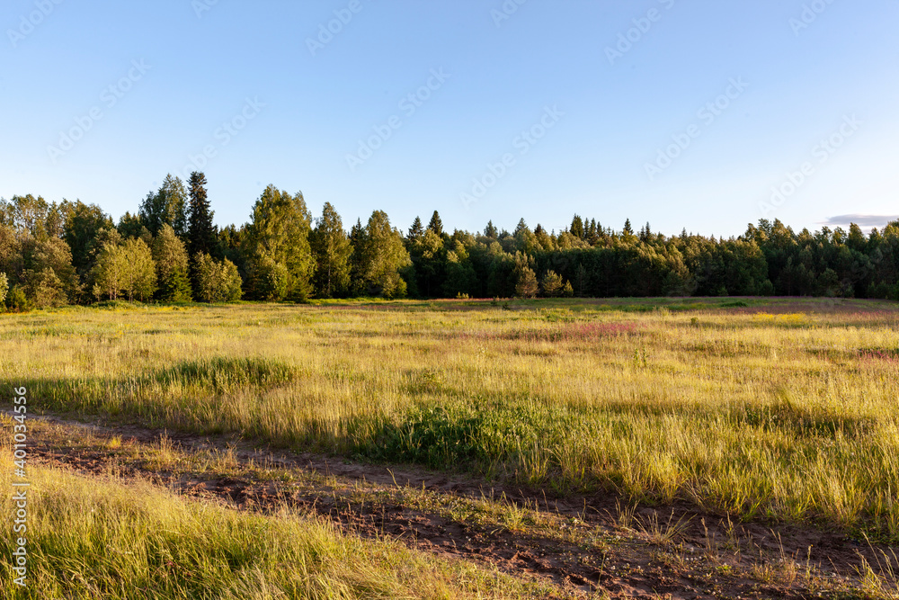 landscape in the forest landscape in the forest