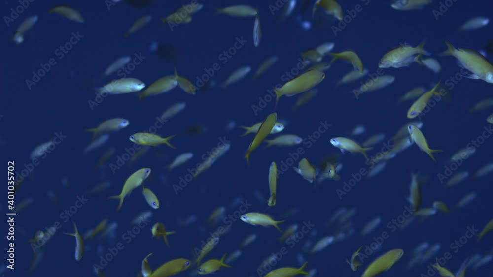 a school of Indian flame basslet Pseudanthias ignitus in the blue water, WAKATOBI, Indonesia, slow motion a school of Indian flame basslet Pseudanthias ignitus in the blue water, WAKATOBI, Indonesia, slow motion