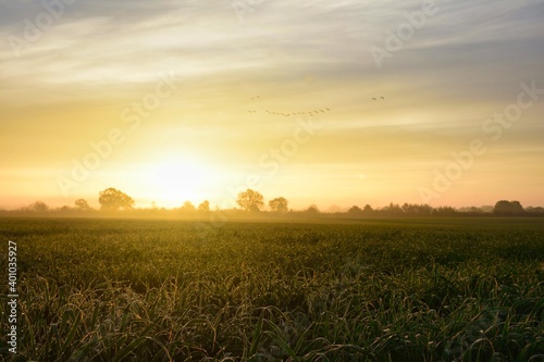 morning dew with a flock of birds shortly after sunrise. Wet green fields with a bit of fog and the first rays of sunshine. Landscape in netherlands