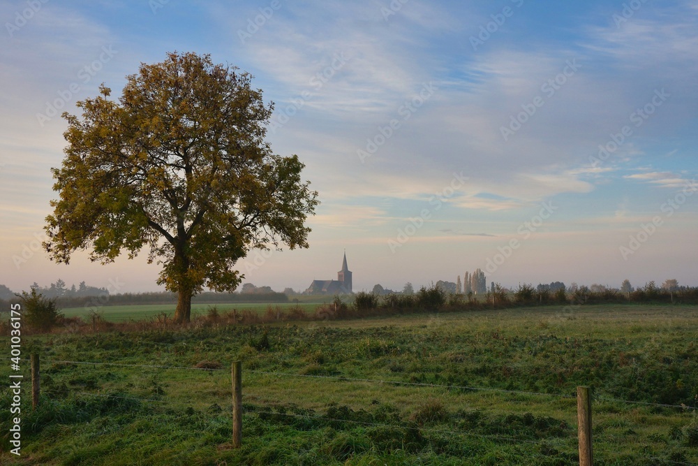 foggy morning with a view of wet fields and a large tree in front of the small Dutch village. Morning dew in the countryside. Old Dutch church.