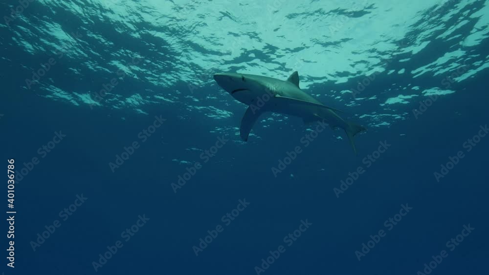 Blue Sharks in clear water of the Atlantic Ocean Blue Sharks in clear water of the Atlantic Ocean