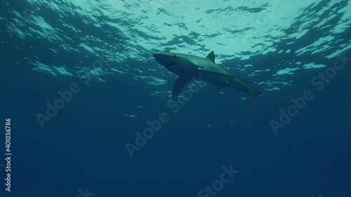 Blue Sharks in clear water of the Atlantic Ocean photo