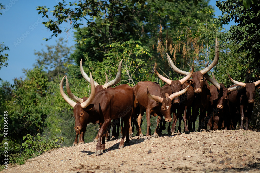 Watusi cattle is the bull with the longest horns in the world. Watusi cattle is the bull with the longest horns in the world.
