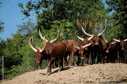 Watusi cattle is the bull with the longest horns in the world.