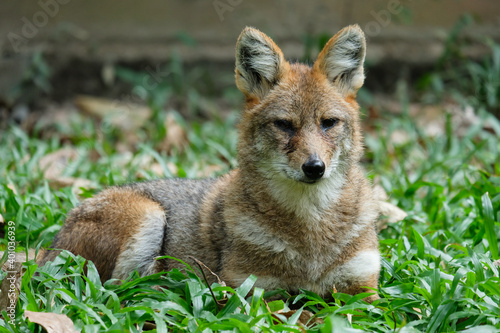 Golden jackal resting on lawn © J.NATAYO