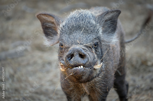 ugly wild boar