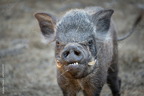 Canvas Print ugly wild boar