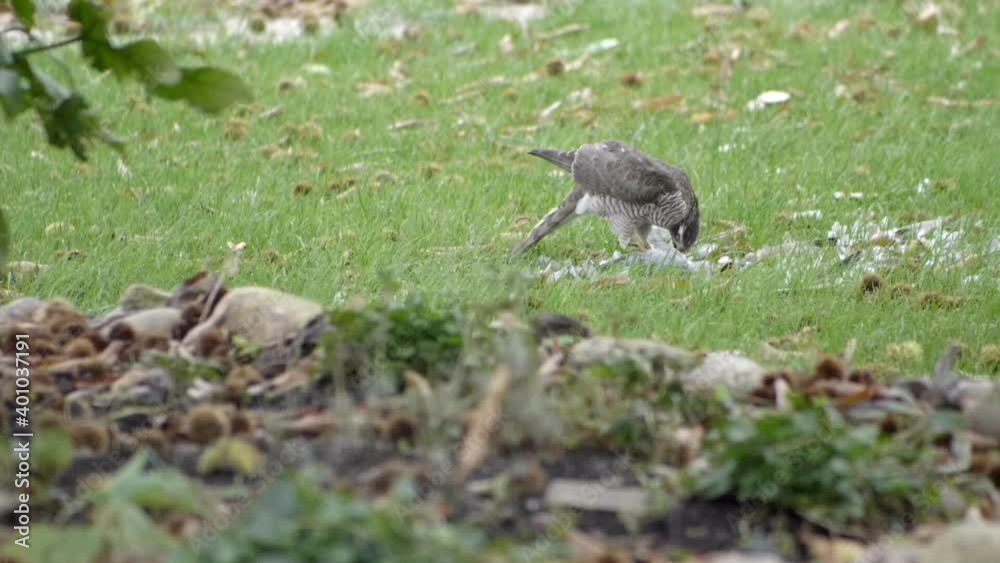 Beautiful white hawk eats its prey. Super slow motion HD Beautiful white hawk eats its prey. Super slow motion HD