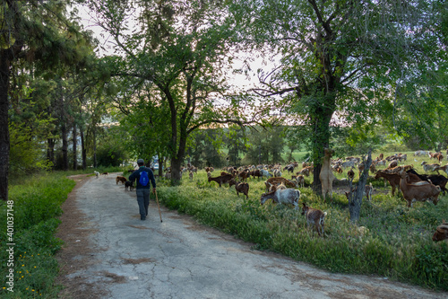 Fotografie Goats and the goatherd