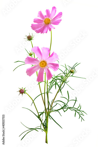 Dreamy pink cosmos flowers bouquet isolated on white background closeup. Macr...