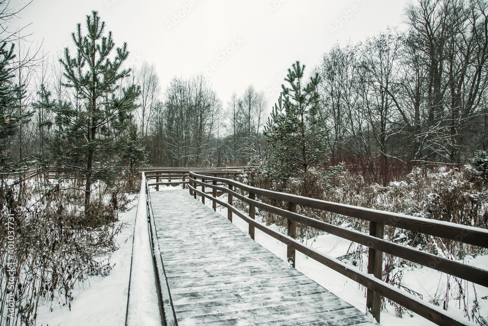 Wooden footpath in the winter park. Beautiful snowy nature. The pines grow from the snow Wooden footpath in the winter park. Beautiful snowy nature. The pines grow from the snow