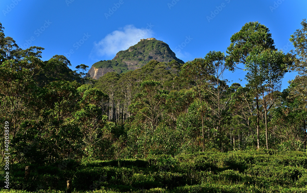 Blick von einer Teeplantage im Hochland von Sri Lanka auf Admas Gipfel mit dem Goldenen Tempel