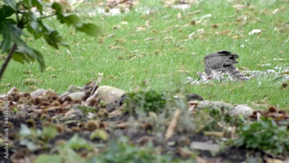 Beautiful white hawk eats its prey in the green meadow. Panning. Slow motion 4K Beautiful white hawk eats its prey in the green meadow. Panning. Slow motion 4K