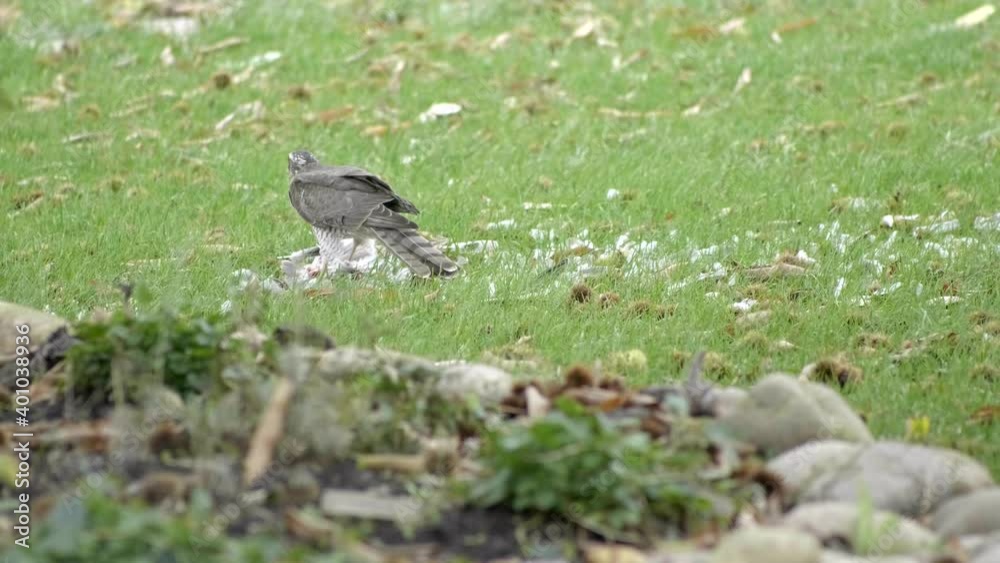 Long shot little hawk eats its prey. Slow motion 4K Long shot little hawk eats its prey. Slow motion 4K