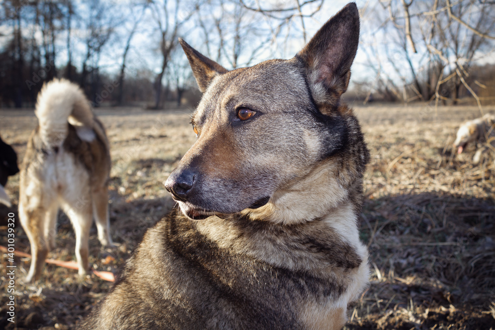 Gray dog outdoors portrait. Other dogs in the background.