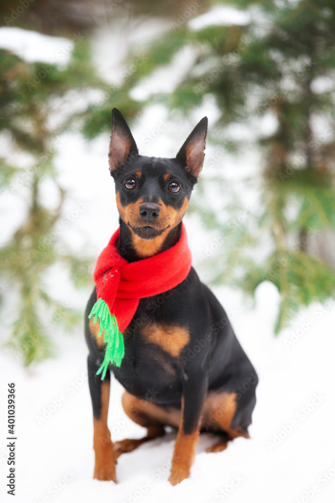 Beautiful miniature pinscher in a christmas red and green scarf scarf sitting in the forest in winter
