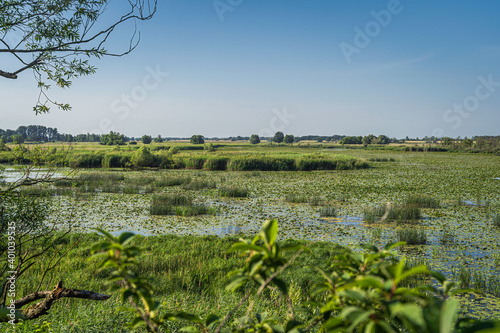 Beautiful swamps or wetlands of Cedynia Landscape Park in the valley of Oder River, Poland photo