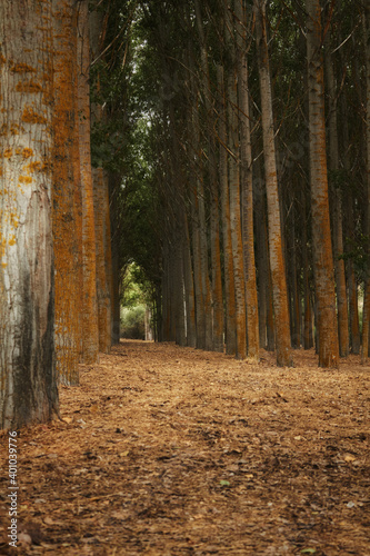 paso entre un bosque con arboles gigantes 