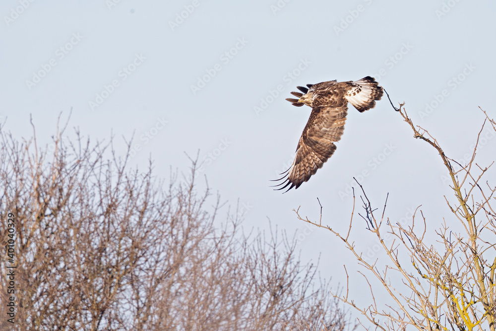 A rough-legged buzzard taking off from a perch.
