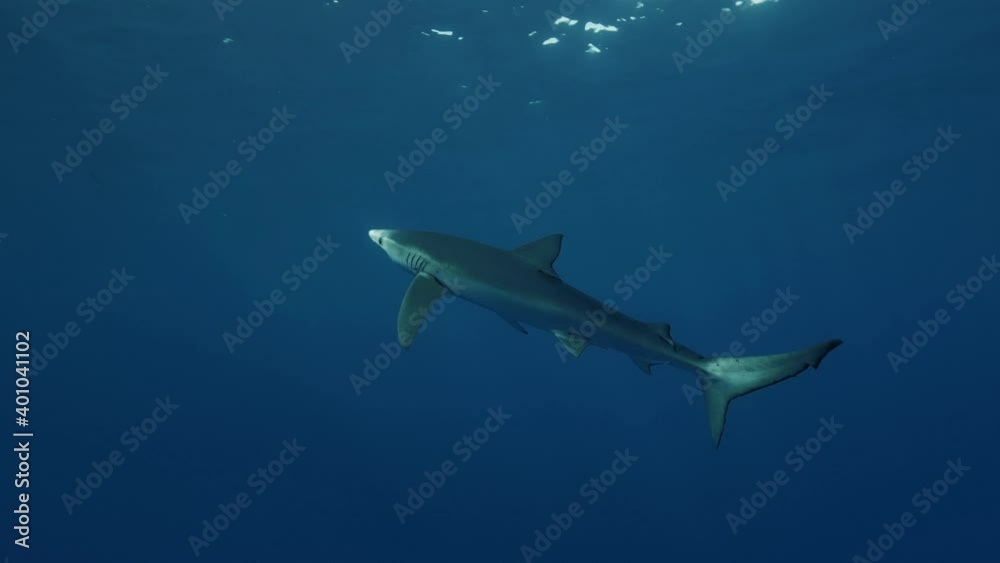 Blue Sharks in clear water of the Atlantic Ocean Blue Sharks in clear water of the Atlantic Ocean