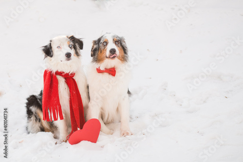 Two australian shepherds in red scarf and bow tie with paper heart. Valentine.