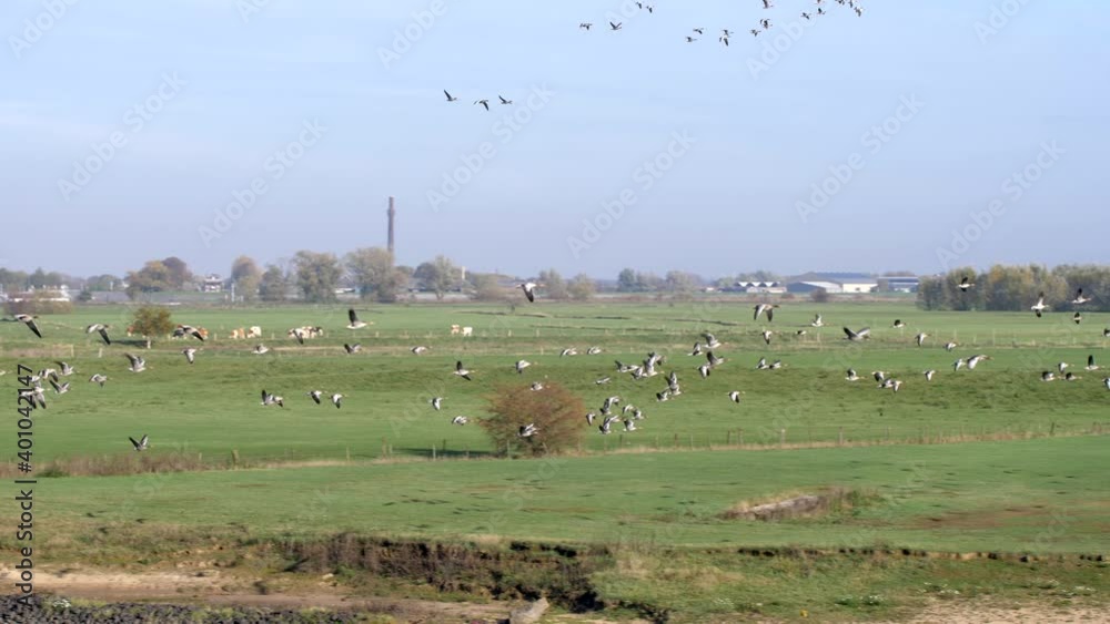 Flock of geese flying on field. Landscape. Slow motion 4K Flock of geese flying on field. Landscape. Slow motion 4K