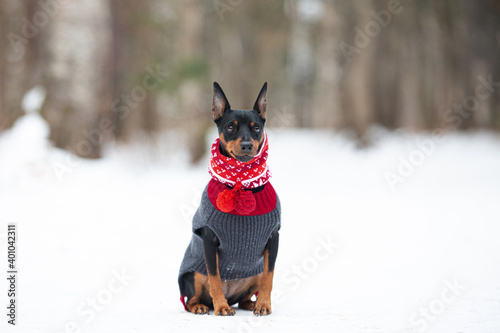 Beautiful miniature pinscher in a christmas red and green scarf sitting in the forest in winter