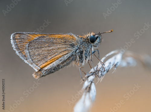 Detailreiche Nahaufnahme von einen Schmetterling der auf einen gebogenen Grashalm sitzt.