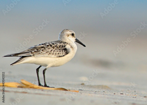Cuadro en lienzo Sanderling (Calidris alba), Greece