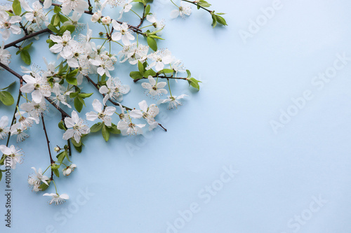 mockup of a spring postcard. blossoming cherry branch and place for text. congratulation. invitation