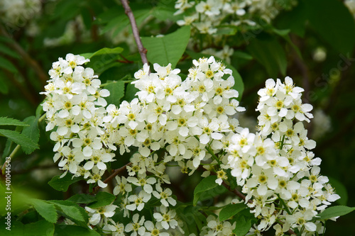 Flowering cherry Bush in the spring Park