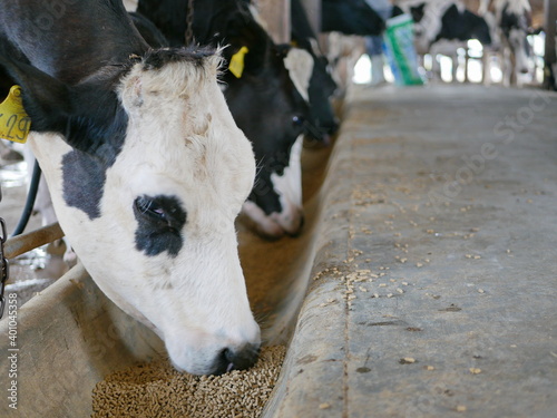 Картината върху платно Close up of dairy cows, raised in a farm, eating dry pallet food