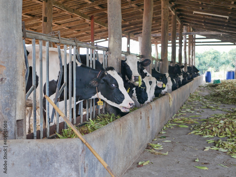 Dairy cows, raised in a farm, eating corn using corn to feed
