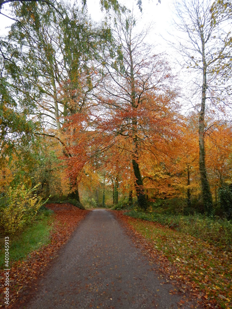 Fall Landscape in Country