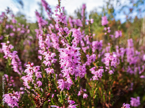 Close up shot of pink common heather flowering plant photo