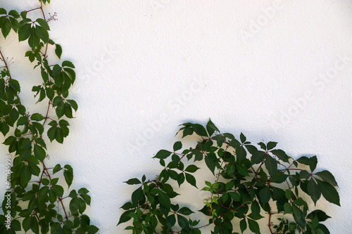 green creeping plants on white wall, copy space for mockup