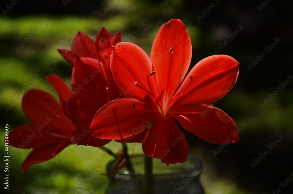 Beautiful red hippeastrum, amaryllis flowers in the garden.A beautiful bouquet of flowers.Dutch flowers.Beautiful composition. Beautiful red hippeastrum, amaryllis flowers in the garden.A beautiful bouquet of flowers.Dutch flowers.Beautiful composition.