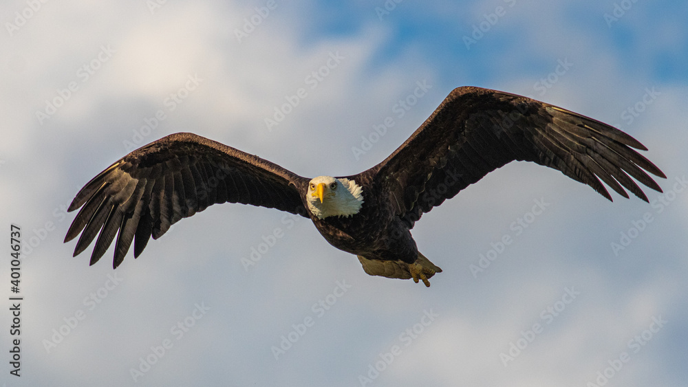 Naklejka premium Bald Eagle in British Columbia CANADA