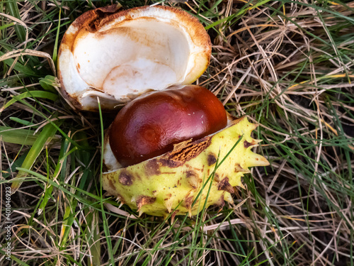 Closeup view of fresh horse chestnut. Autumn background with ripe brown horse chestnut and prickly shell on the top photo