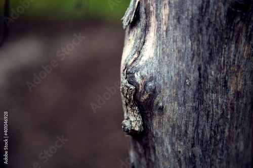 Trunk of an old dry tree in the forest.