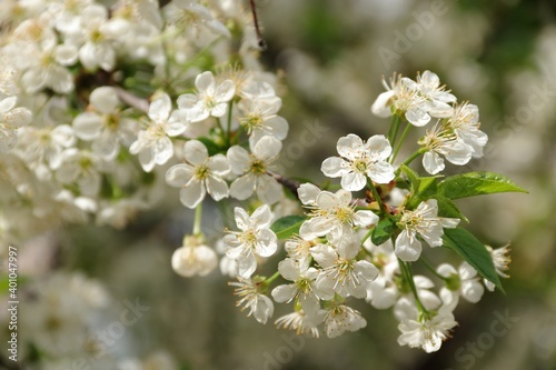 Beautiful white cherry blossoms on a Bush branch on a light background close up