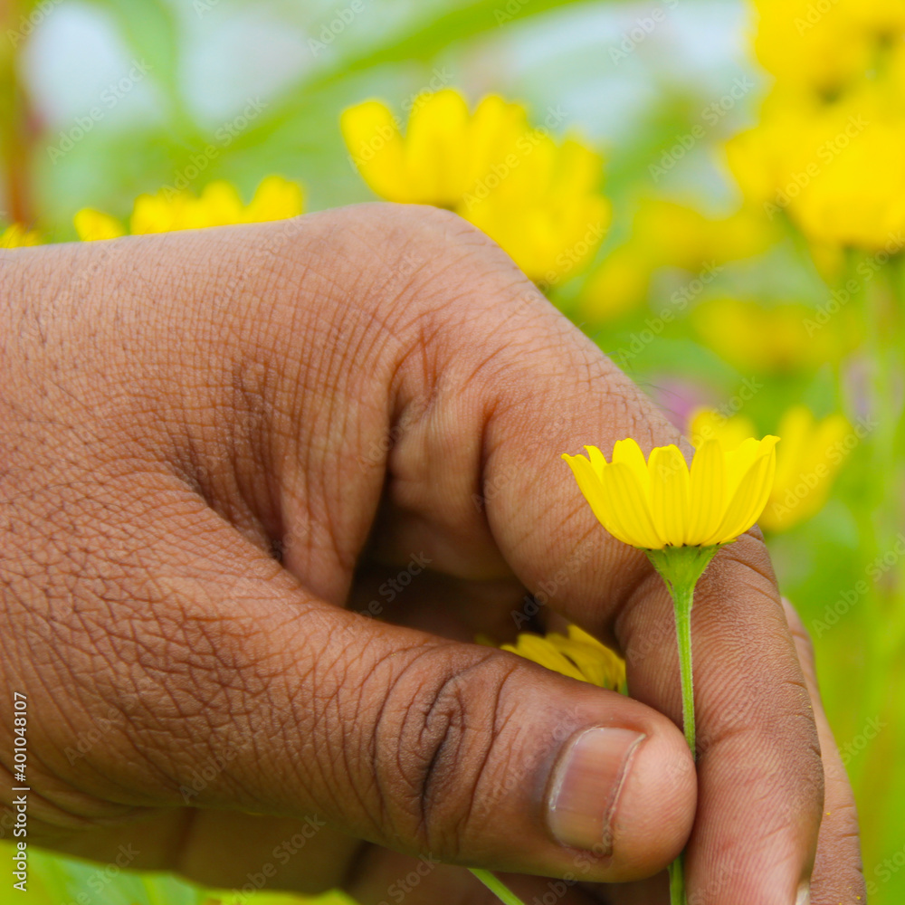 closeup of hand while picking beautiful yellow flower closeup of hand while picking beautiful yellow flower