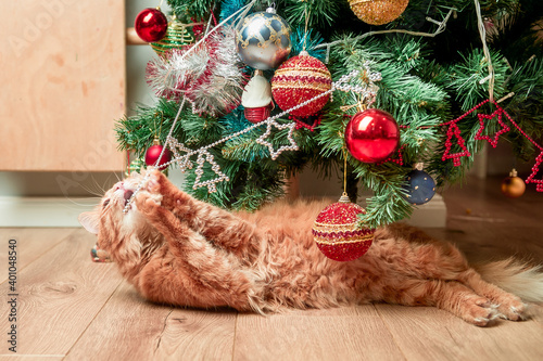 Kitten in Christmas tree. cat attacks christmas toys and playing under the tree. Happy and funny New Year. Pet at home